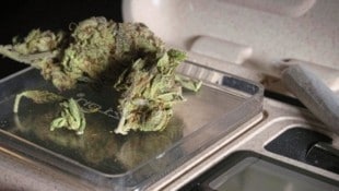 Die Polizisten entdeckten 40 Cannabistauden (Symbolbild)