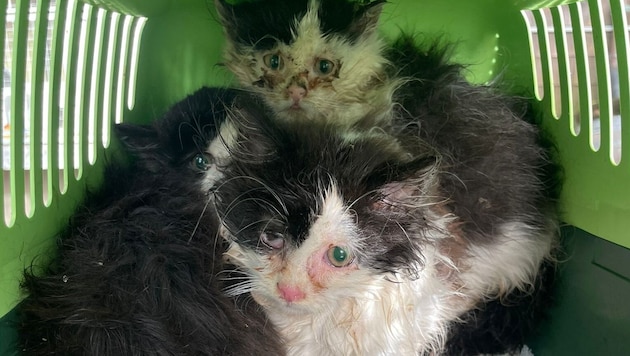 The three kittens were brought to Pfotenhilfe. (Bild: PFOTENHILFE)