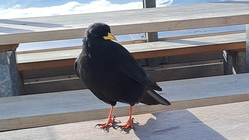 A few alpine choughs can be seen in the summit area. (Bild: Bergauer Rubina)