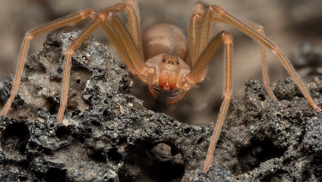 The brown violin spider is one of the most dangerous spiders in Europe. (Bild: Rinaldo Riva)