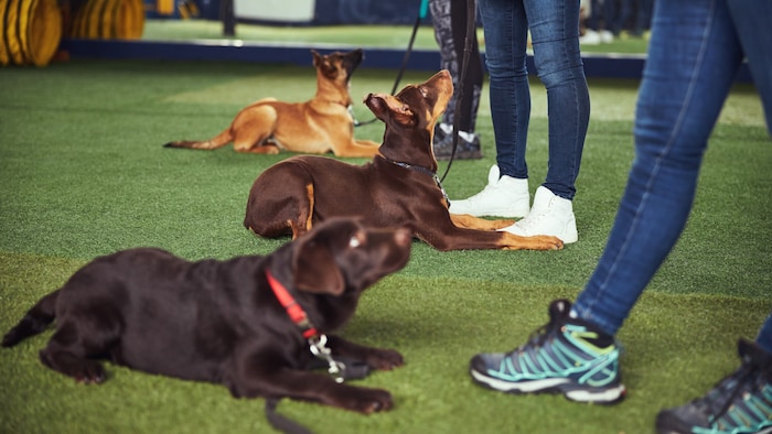 Hundetrainer fällt unter „freies Gewerbe“, die staatliche Prüfung zum „Tierschutzqualifizierten ...