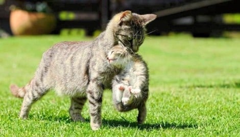 Nur Kastration hilft gegen die explosionsartige Vermehrung bei den Streunerkatzen. Und damit ...