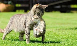 Nur Kastration hilft gegen die explosionsartige Vermehrung bei den Streunerkatzen. Und damit ...
