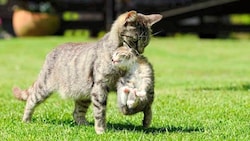 Nur Kastration hilft gegen die explosionsartige Vermehrung bei den Streunerkatzen. Und damit ...