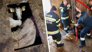 Die zwei Kühe waren im Hohlraum gefangen.  (Bild: Krone KREATIV/FF Eisbach-Rein)