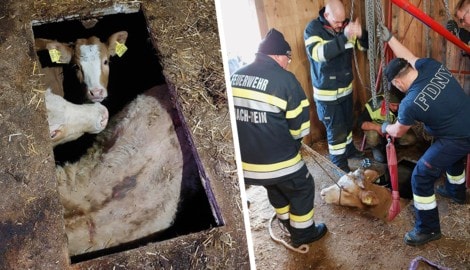 Die zwei Kühe waren im Hohlraum gefangen.  (Bild: Krone KREATIV/FF Eisbach-Rein)