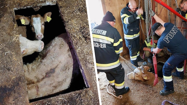 The two cows were trapped in the cavity. (Bild: Krone KREATIV/FF Eisbach-Rein)