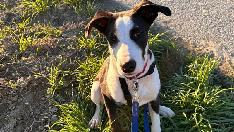 Ein süßer kleiner Schatz. (Bild: TSV Hunde in Not Tirol- Öst. Tierhilfe)