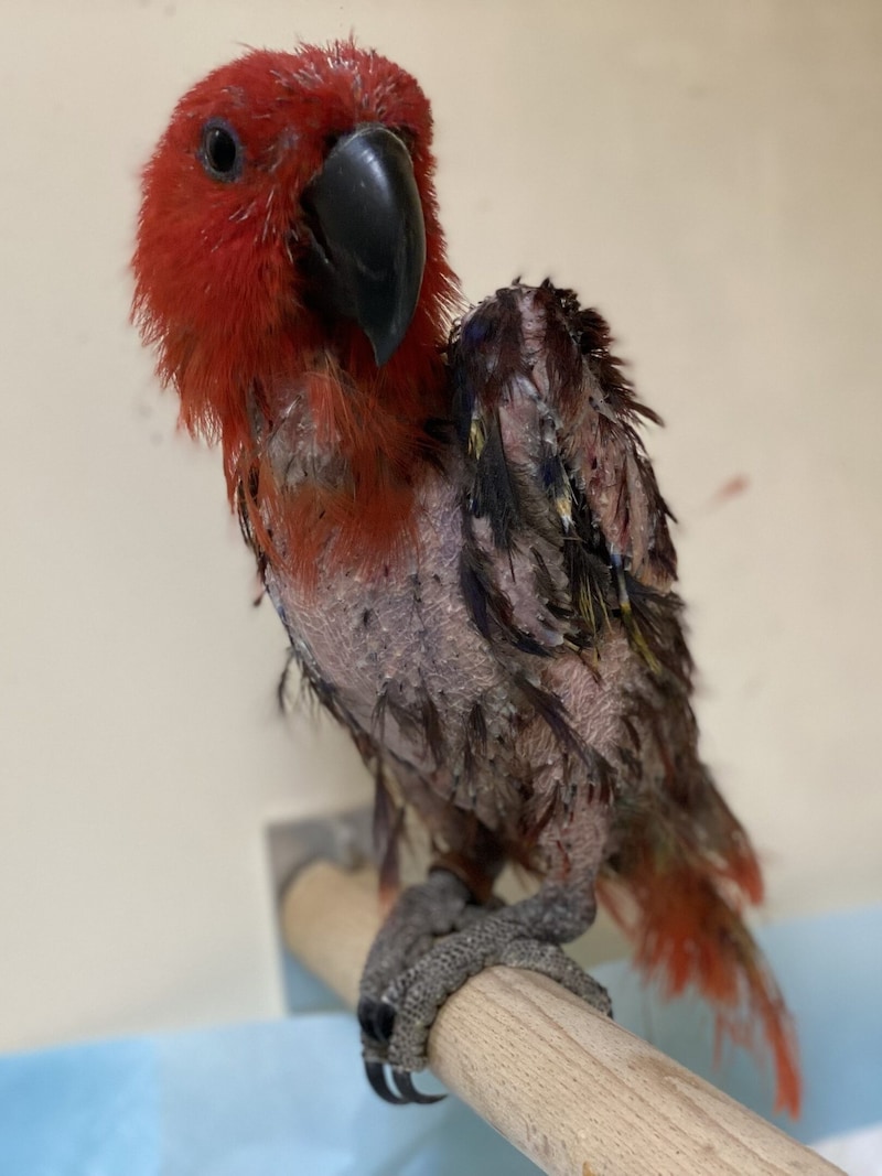 There is nothing left of the noble parrot's colorful plumage. A clear indication that "Malou" is not well. (Bild: privat)