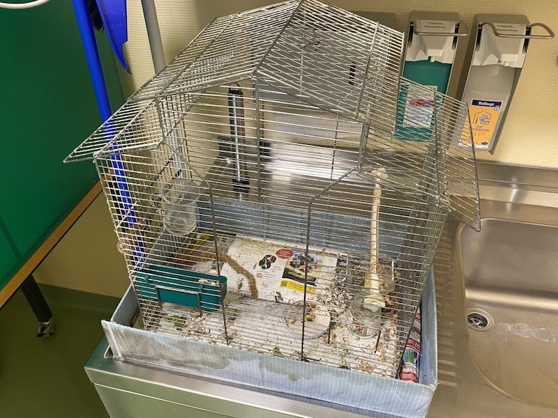 This type of cage is not even suitable for budgerigars and is even banned in Austria. The minimum size for a noble parrot would be six square meters! (Bild: privat)