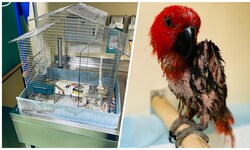 In diesem – viel zu kleinen – Käfig wurde der Vogel zwischen den Mistkübeln eines Wohnhauses in ...