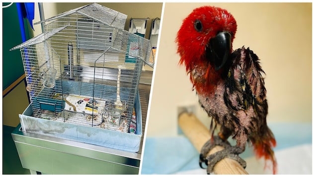 The bird was found in this - far too small - cage between the garbage bins of a residential building in Hietzing. (Bild: privat)