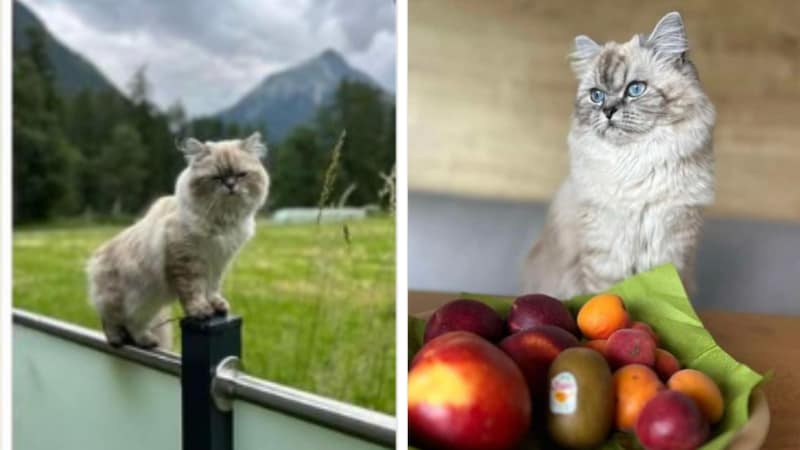 Katzendame verschwunden! (Bild: TSV Tirol)