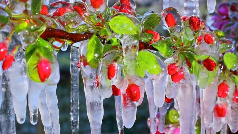 Frostberegnung im Frühjahr, Trockenheit im Sommer ... (Bild: Jauschowetz Christian/Christian Jauschowetz)