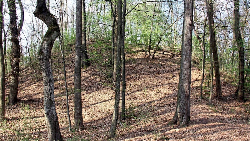 Bis zu 40 Meter breit und bis zu 16 Meter hoch sind die 300 Hügelgräber im Schandorfer Wald, Burg und Badersdorf. (Bild: Burgenland Tourismus)