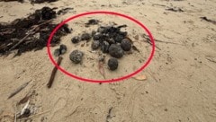 Wegen dieser schwarzen Kügelchen (im Bild rot markiert) musste Mitte Oktober ein beliebter Strand in Sydney geschlossen werden. (Bild: Randwick City Council)