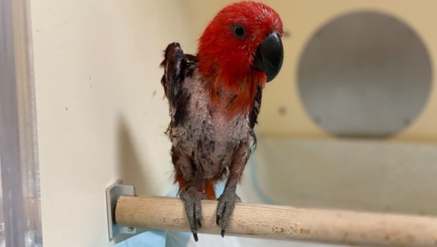 "Malou" during initial treatment at the VetMed University of Vienna. (Bild: privat)