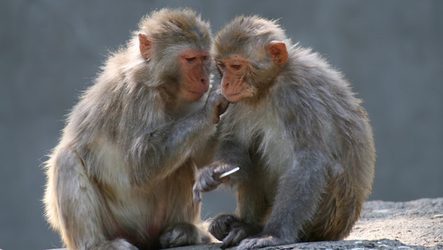 According to the police, the 43 monkeys escaped on Wednesday from a laboratory belonging to the company Alpha Genesis, which specializes in biomedical research on primates. (Bild: Ｋブリッジ - stock.adobe.com)