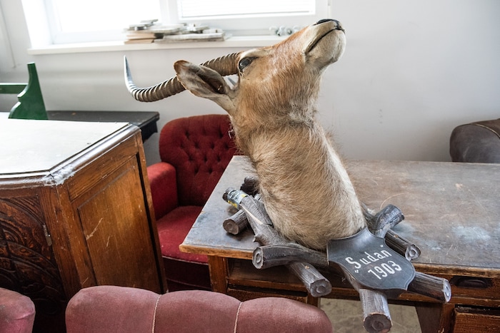 Dieser Tierkopf wartet noch auf einen neuen Besitzer ...