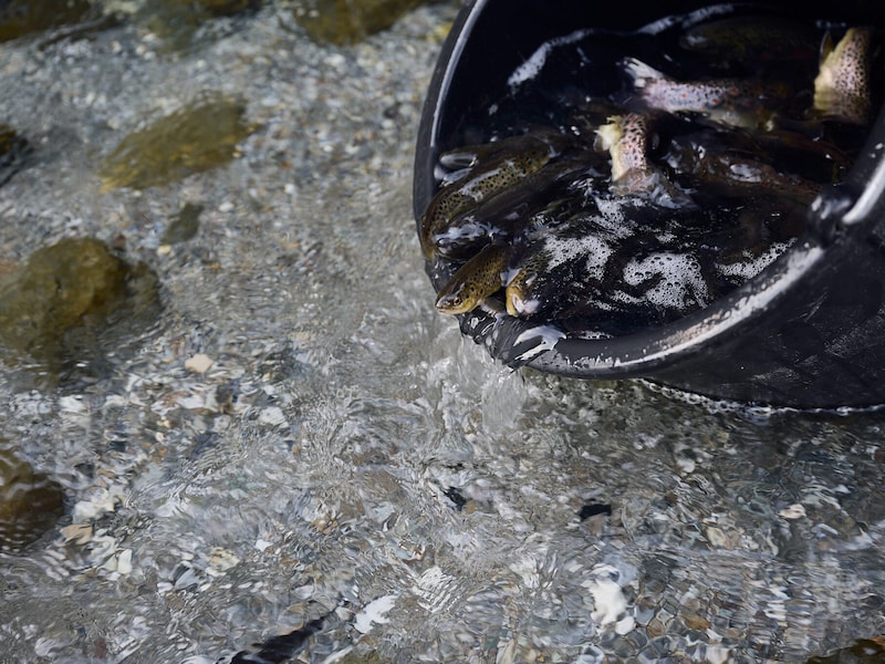 Seedlings - younger brown trout of various sizes - were released into the crystal-clear waters of the Sill. (Bild: IKB)