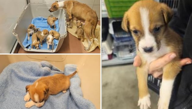 Two mother dogs with a total of 13 puppies were abandoned in Vienna in just a few days. TierQuarTier is now asking for help. (Bild: TierQuarTier Wien)