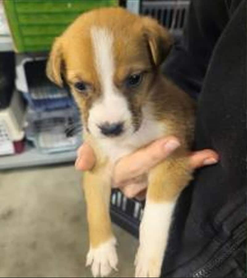 This little four-legged friend was abandoned together with his siblings on October 28 in Lange Allee in Vienna's Donaustadt district. (Bild: TierQuarTier Wien)