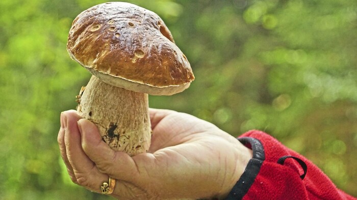 A porcini mushroom
