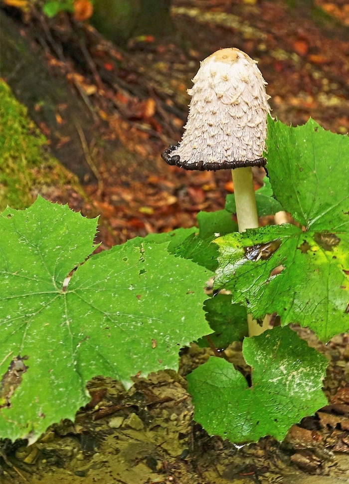 Lush sprouting! The crested tintling was named mushroom of the year.