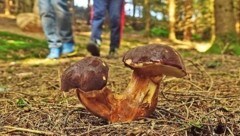 Das heurige Schwammerl-Rekordjahr lockt leider auch Pilz-Plünderer in unsere Wälder.