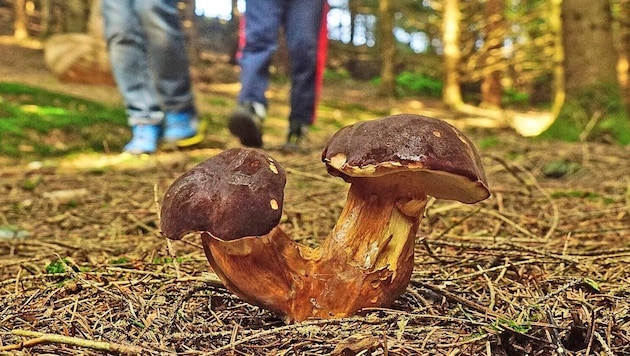 Das heurige Schwammerl-Rekordjahr lockt leider auch Pilz-Plünderer in unsere Wälder. (Bild: Litzlbauer Alois/Alois Litzlbauer)