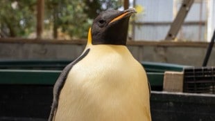 Kaiserpinguin „Gus“ (Bild) hat 3400 Kilometer von der Antarktis nach Australien zurückgelegt. (Bild: DBCA/Miles Brotherson)