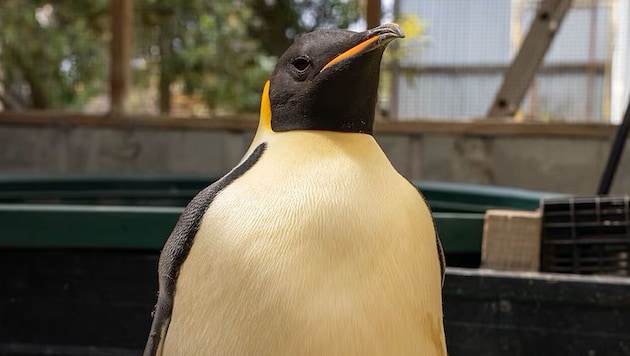 Emperor penguin "Gus" (pictured) has traveled 3400 kilometers from Antarctica to Australia. (Bild: DBCA/Miles Brotherson)