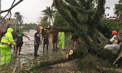 Ein umgestürzter Baum muss von der Straße entfernt werden.