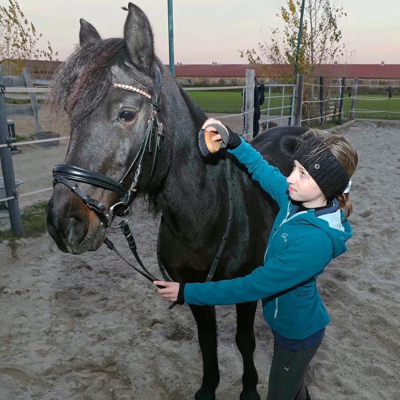 Pony-Dame „Koni“ liebt es, geputzt zu werden. (Bild: Reinhard Judt)