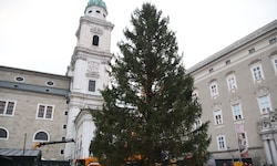 Der Baum am Bestimmungsort: Am Salzburger Residenzplatz.