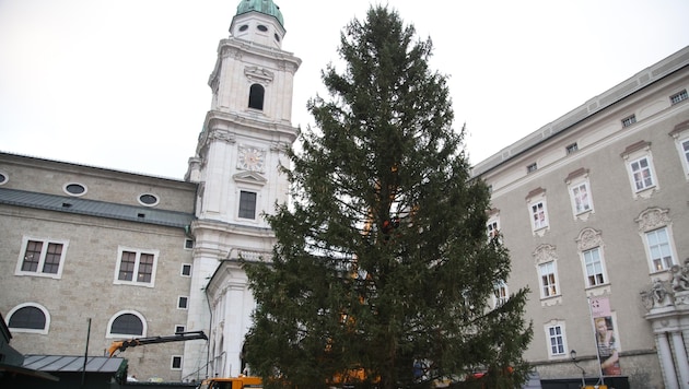 Der Baum am Bestimmungsort: Am Salzburger Residenzplatz. (Bild: Tröster Andreas)