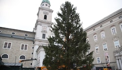 Der Baum am Bestimmungsort: Am Salzburger Residenzplatz. (Bild: Tröster Andreas)