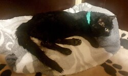 Der gerettete Kater wird nun wieder aufgepäppelt