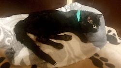 Der gerettete Kater wird nun wieder aufgepäppelt