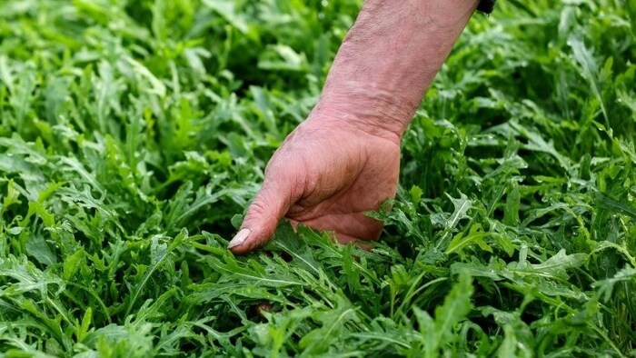Rucola ist ein beliebter Wintersalat