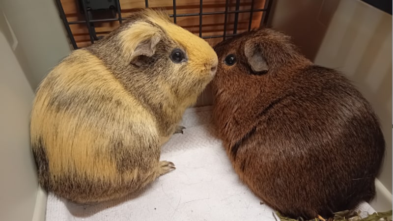 Meerschweinchen auf der Suche nach ihren Besitzern! (Bild: TSV Tirol)