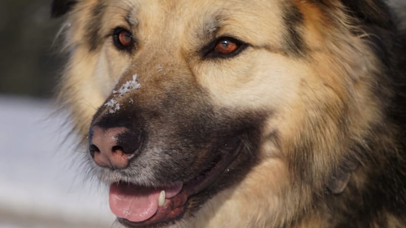 Wer kann diesen Augen widerstehen? (Bild: TSV Tirol)