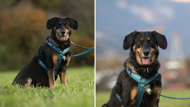 Möchte jemanden, der mit mir spielt und herumtollt! (Bild: TSV Tirol)