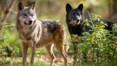 Der Schein trügt – „Kaya“ und „Meeka“ sind noch keine ausgewachsenen Tiere. (Bild: Rooobert Bayer | Wolf Science Ce)