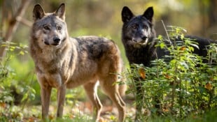 Der Schein trügt – „Kaya“ und „Meeka“ sind noch keine ausgewachsenen Tiere. (Bild: Rooobert Bayer | Wolf Science Ce)