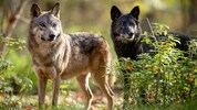 Der Schein trügt – „Kaya“ und „Meeka“ sind noch keine ausgewachsenen Tiere.