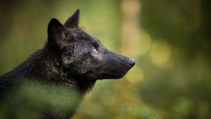 Allein der Blick fasziniert: Der dritte „Wolfs-Import“ im Bunde ist „Ayana“. (Bild: Rooobert Bayer | Wolf Science Center)