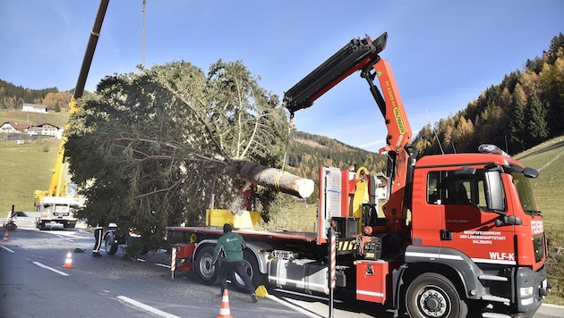 Der Christbaum für Salzburg wurde am Katschberg verladen. (Bild: Holitzky Roland)