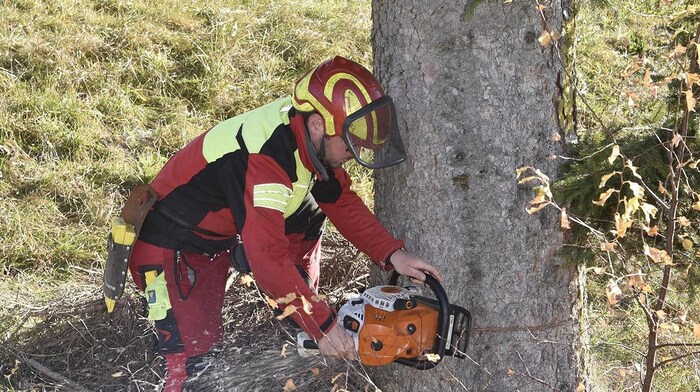 The chainsaw is set to work: The tree started its journey to Salzburg on Tuesday.