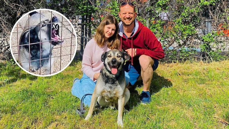 "Rafi" has now found happiness with the M. family in Vienna and has developed into a wonderful family dog. (Bild: Krone KREATIV, privat)